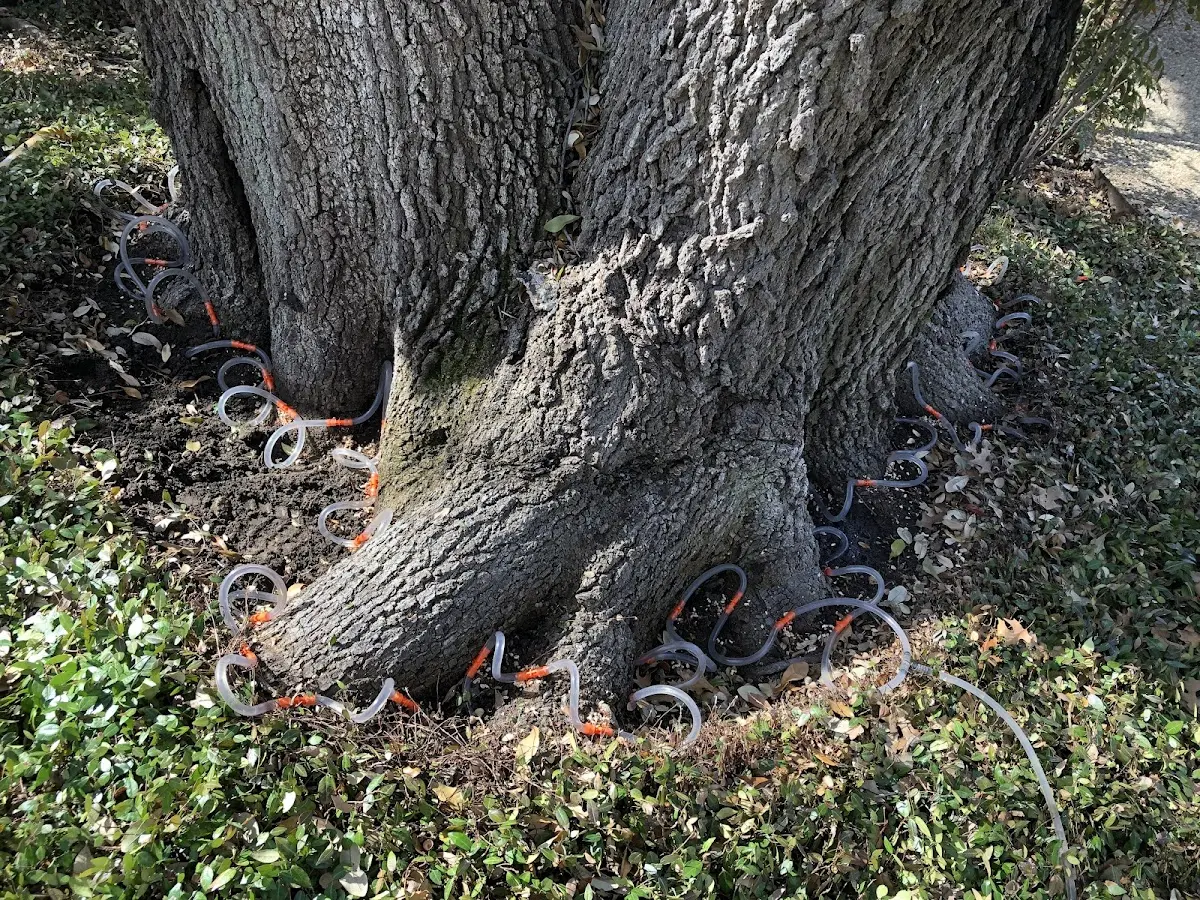 Detailed Tree Cabling and Bracing job site in Helton