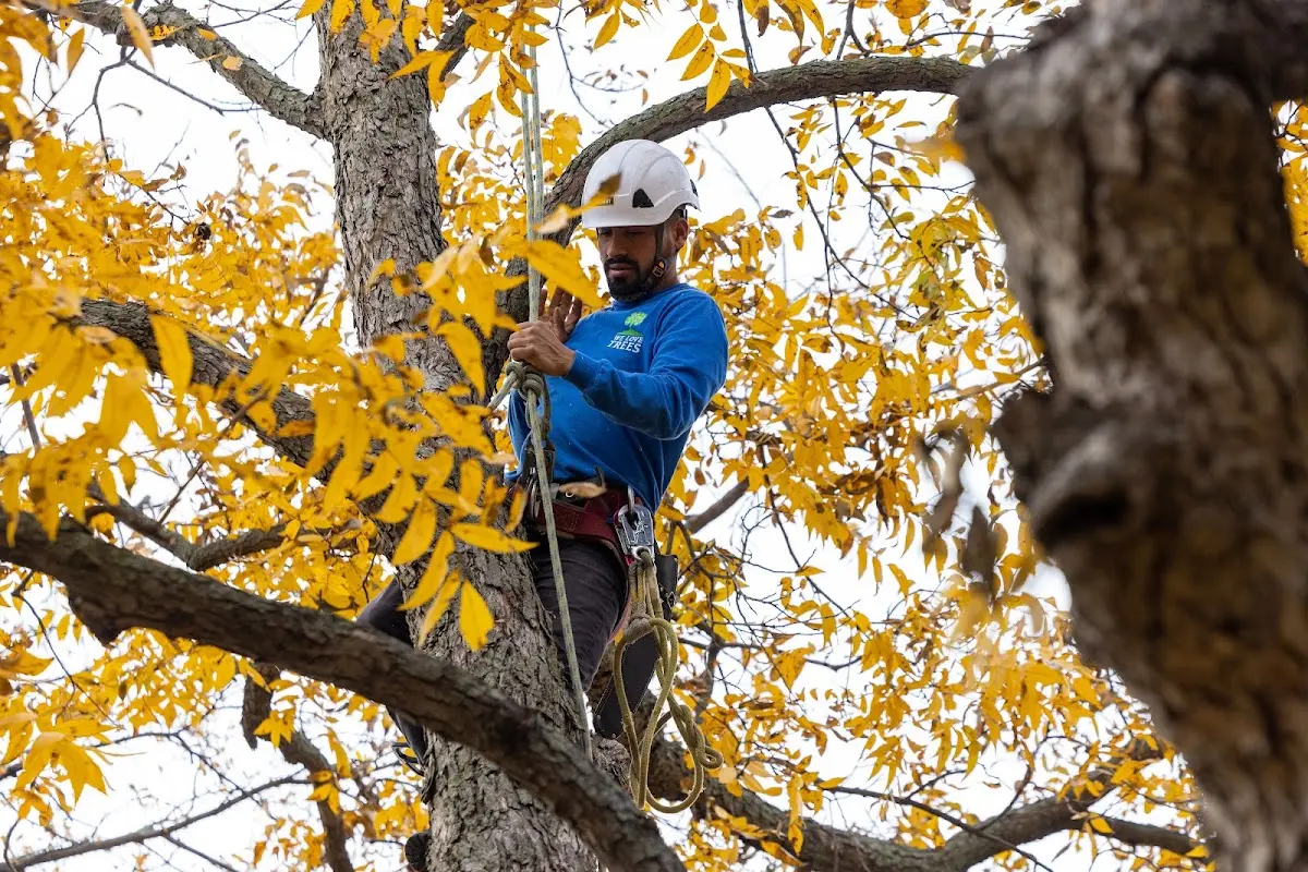 Skilled Tree Pruning crew working in Helton